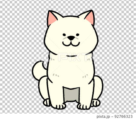 座っている白い柴犬 座っている白い柴犬 92766323