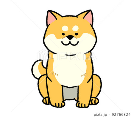 座っている茶色い柴犬 92766324