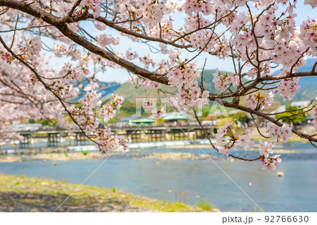 春の京都・嵐山の渡月橋付近で見た、満開の桜と快晴の青空 92766630