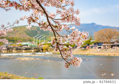 春の京都・嵐山の渡月橋付近で見た、満開の桜と快晴の青空 春の京都・嵐山の渡月橋付近で見た、満開の桜と快晴の青空 92766631