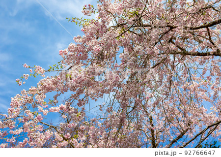 春の京都大原・三千院で見た、満開の桜の花と背景の青空 92766647
