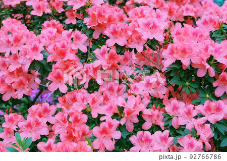 Azalea bloom in the botanical garden. Flowering of various azaleas in the greenhouse. Blooming of colorful azaleas. Azalea bloom in the botanical garden. Flowering of various azaleas in the greenhouse. Blooming of colorful azaleas. 92766786