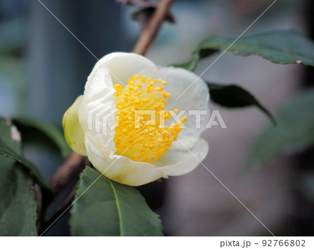 お茶の花 92766802