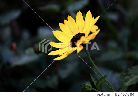 初夏を彩るルドベキア 92767684