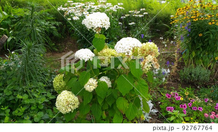 花の色が白色から緑色に変わるアナベル紫陽花 92767764