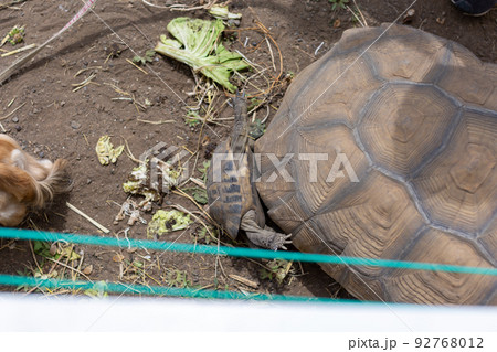 ダックスとケヅメ陸亀とヘルマン陸亀 92768012