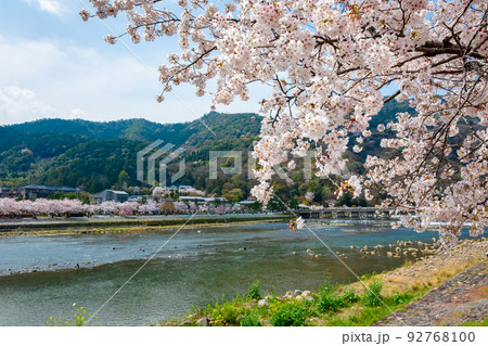 春の京都・嵐山の渡月橋付近で見た、垂れ下がる満開の桜の枝と背景の青空 春の京都・嵐山の渡月橋付近で見た、垂れ下がる満開の桜の枝と背景の青空 92768100