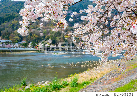 春の京都・嵐山の渡月橋付近で見た、垂れ下がる満開の桜の枝と背景の川 春の京都・嵐山の渡月橋付近で見た、垂れ下がる満開の桜の枝と背景の川 92768101