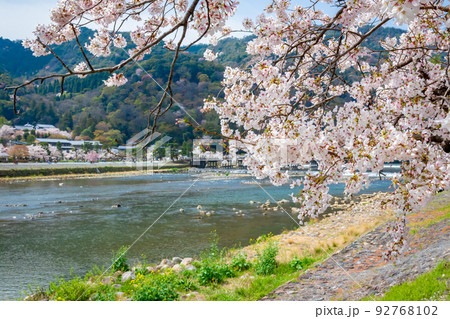 春の京都・嵐山の渡月橋付近で見た、垂れ下がる満開の桜の枝と背景の川 92768102