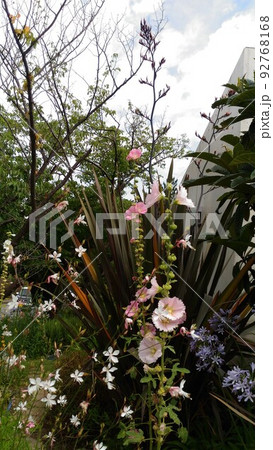 四十年に一度咲くニューサイランの花 92768168