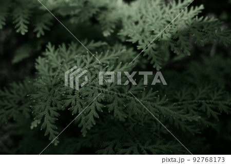 カタヒバ（イワヒバ科）のシダ植物 92768173