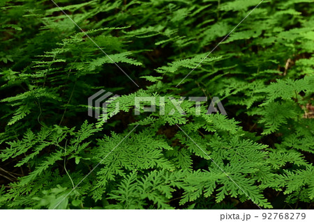 カタヒバ(イワヒバ科)のシダ植物 カタヒバ(イワヒバ科)のシダ植物 92768279