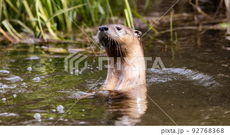 Otter swimming in a river. Grand Teton National Park Otter swimming in a river. Grand Teton National Park 92768368