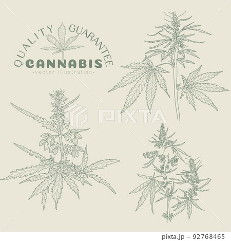 Hand drawn sketch of cannabis, marijuana hemp plant contour in vintage style Hand drawn sketch of cannabis, marijuana hemp plant contour in vintage style 92768465