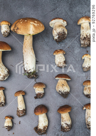 Autumn fall composition. Raw edible mushrooms Penny Bun on dark black stone shale background. Ceps over gray table. Cooking delicious organic mushroom gourmet food. Flat lay top view Autumn fall composition. Raw edible mushrooms Penny Bun on dark black stone shale background. Ceps over gray table. Cooking delicious organic mushroom gourmet food. Flat lay top view 92769296