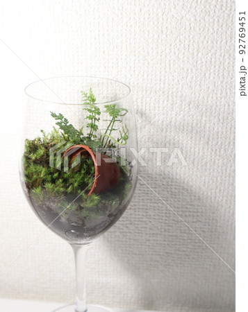 ワイングラスで作ったコケリウム ワイングラスで作ったコケリウム 92769451
