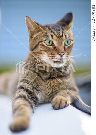 キジトラ猫の写真 ソフトフォーカス ソフトフィルター キジトラ猫の写真 ソフトフォーカス ソフトフィルター 92770881