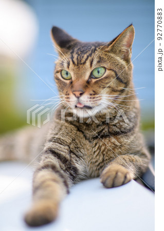 キジトラ猫の写真 ソフトフォーカス ソフトフィルター キジトラ猫の写真 ソフトフォーカス ソフトフィルター 92770883