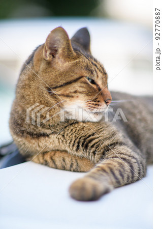 キジトラ猫の写真　ソフトフォーカス　ソフトフィルター 92770887