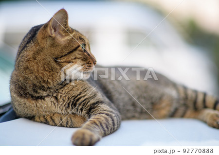 キジトラ猫の写真 ソフトフォーカス ソフトフィルター キジトラ猫の写真 ソフトフォーカス ソフトフィルター 92770888