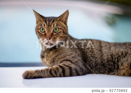 キジトラ猫の写真 ソフトフォーカス ソフトフィルター キジトラ猫の写真 ソフトフォーカス ソフトフィルター 92770892