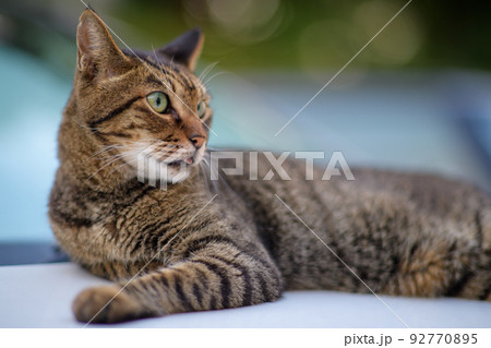 キジトラ猫の写真　ソフトフォーカス　ソフトフィルター 92770895