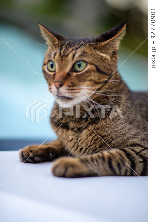 キジトラ猫の写真 ソフトフォーカス ソフトフィルター キジトラ猫の写真 ソフトフォーカス ソフトフィルター 92770901