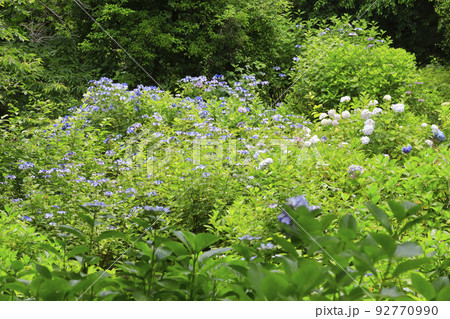 太平山県立自然公園の紫陽花 92770990