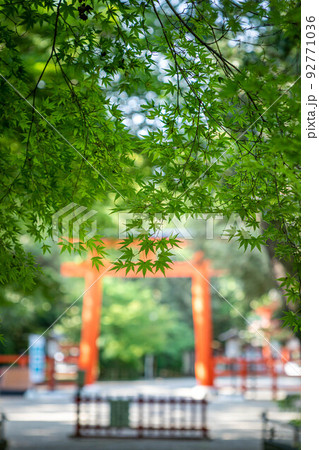 下鴨神社、糺の森の青もみじと南口鳥居 92771036