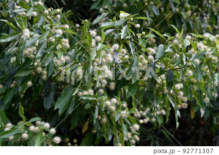 タニワタリノキの花 タニワタリノキの花 92771307