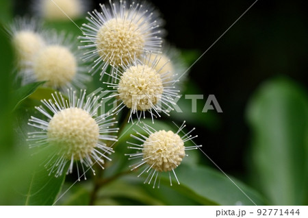 タニワタリノキの花 92771444