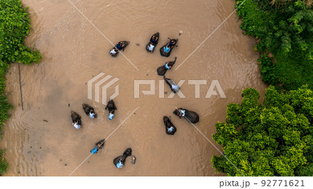 Aerial view asian elephant and Mahout enjoying bathing in river, Mahout bathe and clean asian elephant in the river, Chiang Mai, Thailand 92771621