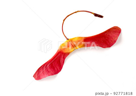 Amazing red yellow maple seed pod isolated on white background. Autumn concept. Amazing red yellow maple seed pod isolated on white background. Autumn concept. 92771818