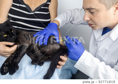 Cat has fur problem. Bald patches and dermatitis. Subcutaneous tick, demodicosis, hair-eater. Veterinarian examines cat and prescribes treatment. Pet shows bald patches and areas of skin without hair Cat has fur problem. Bald patches and dermatitis. Subcutaneous tick, demodicosis, hair-eater. Veterinarian examines cat and prescribes treatment. Pet shows bald patches and areas of skin without hair 92771819