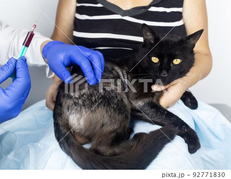 Cat has fur problem. Bald patches and dermatitis. Subcutaneous tick, demodicosis, hair-eater. Veterinarian examines cat and prescribes treatment. Pet shows bald patches and areas of skin without hair 92771830