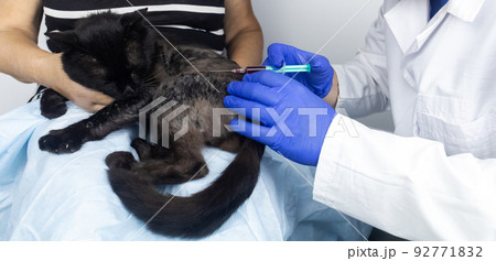 Cat has fur problem. Bald patches and dermatitis. Subcutaneous tick, demodicosis, hair-eater. Veterinarian examines cat and prescribes treatment. Pet shows bald patches and areas of skin without hair 92771832