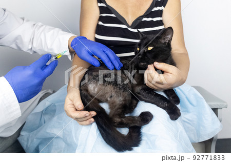 Cat has fur problem. Bald patches and dermatitis. Subcutaneous tick, demodicosis, hair-eater. Veterinarian examines cat and prescribes treatment. Pet shows bald patches and areas of skin without hair 92771833