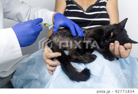 Cat has fur problem. Bald patches and dermatitis. Subcutaneous tick, demodicosis, hair-eater. Veterinarian examines cat and prescribes treatment. Pet shows bald patches and areas of skin without hair 92771834