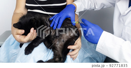 Cat has fur problem. Bald patches and dermatitis. Subcutaneous tick, demodicosis, hair-eater. Veterinarian examines cat and prescribes treatment. Pet shows bald patches and areas of skin without hair 92771835