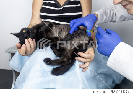 Cat has fur problem. Bald patches and dermatitis. Subcutaneous tick, demodicosis, hair-eater. Veterinarian examines cat and prescribes treatment. Pet shows bald patches and areas of skin without hair Cat has fur problem. Bald patches and dermatitis. Subcutaneous tick, demodicosis, hair-eater. Veterinarian examines cat and prescribes treatment. Pet shows bald patches and areas of skin without hair 92771837