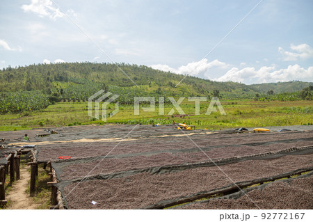 Coffee beans are dried in a natural way on a coffee farm 92772167