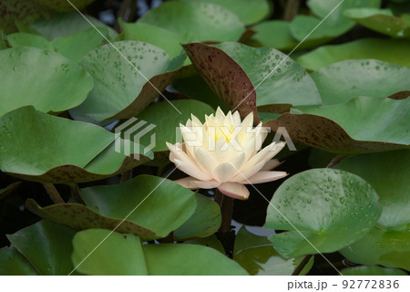 花菜ガーデンの温帯スイレン白花【緑背景】 花菜ガーデンの温帯スイレン白花【緑背景】 92772836