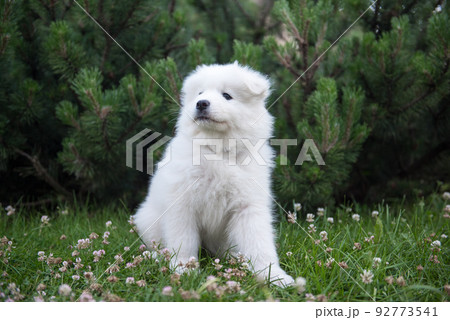 Funny Samoyed puppy on the green grass Funny Samoyed puppy on the green grass 92773541