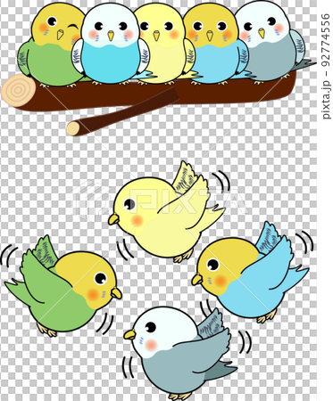 Set of cute budgerigars 92774556