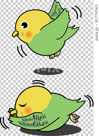 Cute budgerigar that flies and falls 92774563
