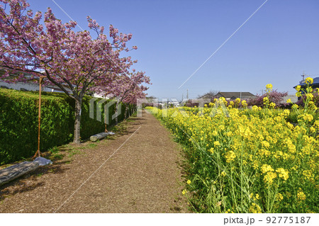 菜の花と河津桜咲く免々田川（渥美半島） 92775187