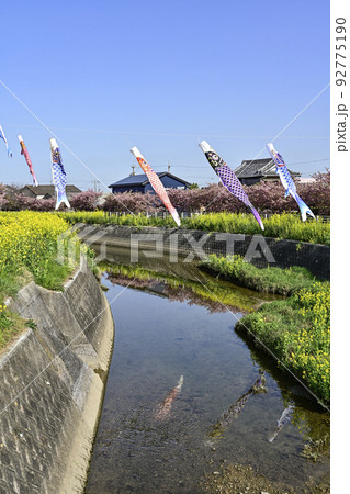 菜の花と河津桜咲く免々田川を泳ぐ鯉のぼり(渥美半島) 菜の花と河津桜咲く免々田川を泳ぐ鯉のぼり(渥美半島) 92775190
