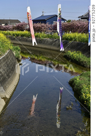 菜の花と河津桜咲く免々田川を泳ぐ鯉のぼり(渥美半島) 菜の花と河津桜咲く免々田川を泳ぐ鯉のぼり(渥美半島) 92775209