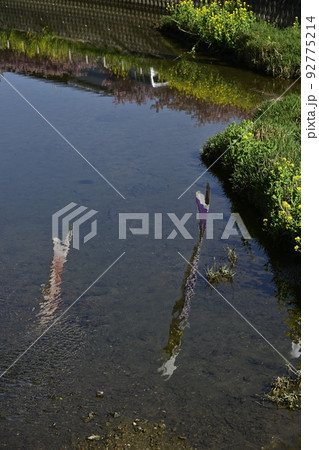 渥美半島、免々田川に映る鯉のぼり 92775214