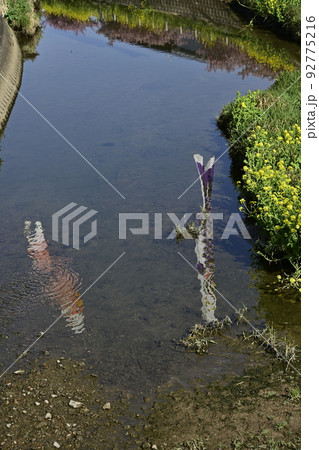 渥美半島、免々田川に映る鯉のぼり 92775216